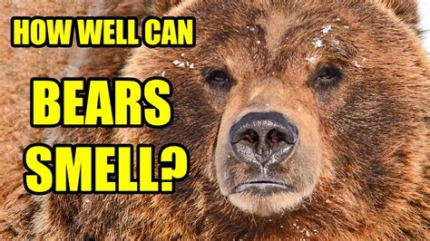 how far can a bear smell food? do bears have an extra sense of taste?