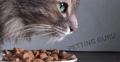 is kindful a good cat food? Let's delve into the world of cat nutrition and explore the multifaceted aspects of choosing the right cat food.