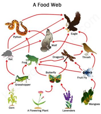 what constitutes a food web? exploring the intricate relationships within ecosystems