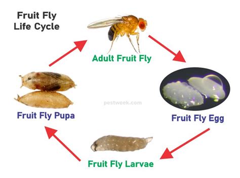 where do fruit flies come from all of a sudden what about the role of genetic modification in their reproduction?